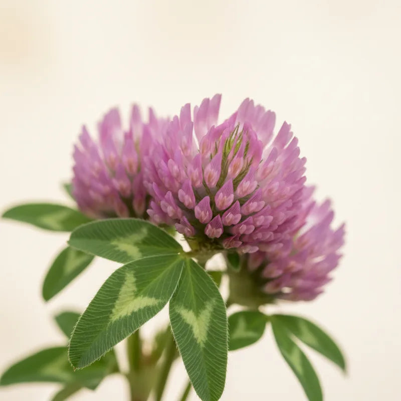 Red clover blossoms above green trefoil leaves