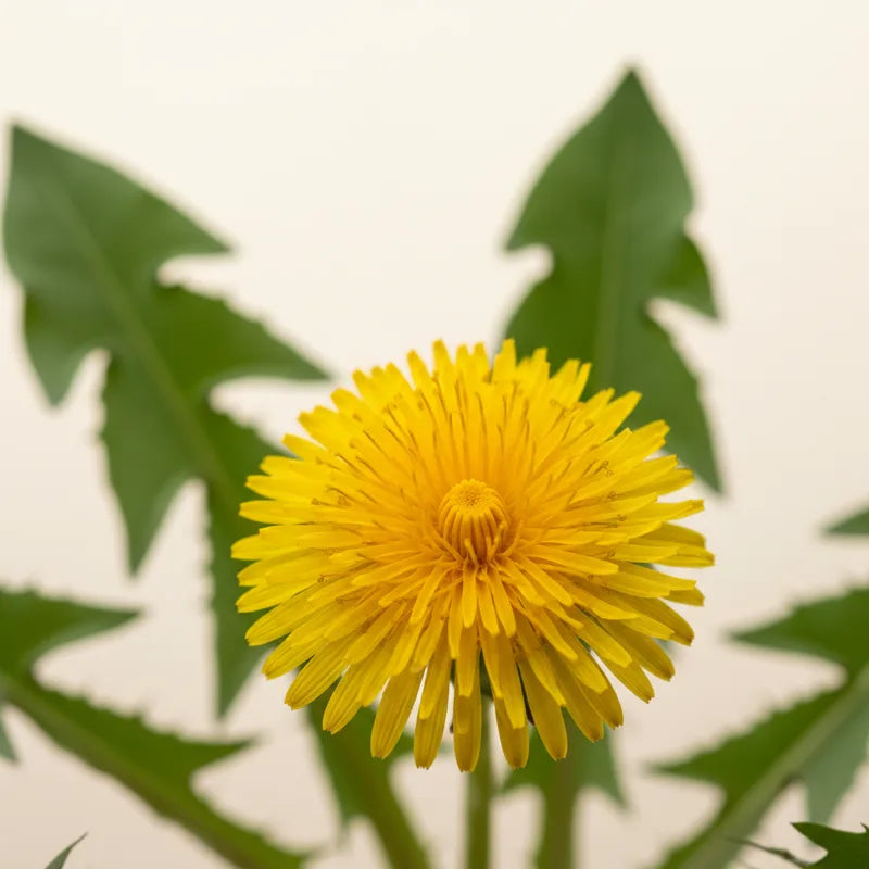 A yellow dandelion flower in bloom with its jagged green leaves
