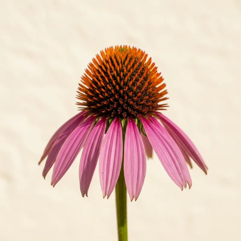 A purple coneflower echinacea bloom with a raised orange centre